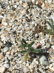 Eremocarya micrantha