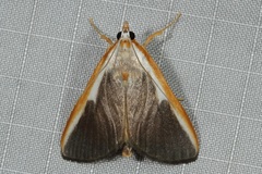 Pylartes subcostalis