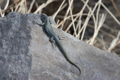 Liolaemus nigroviridis