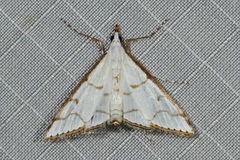 Ramila acciusalis