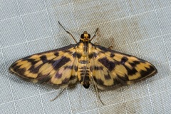 Rhimphalea sceletalis