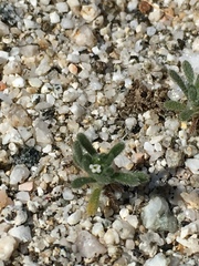 Eremocarya micrantha