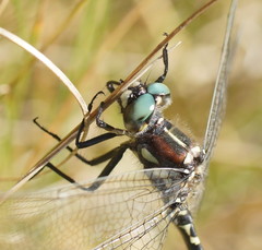 Eusynthemis brevistyla