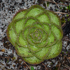 Drosera zonaria