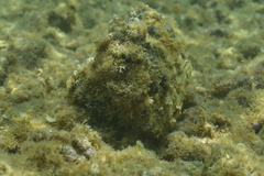 Hippopus porcellanus