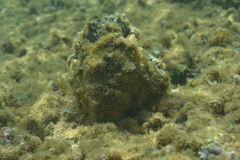 Hippopus porcellanus