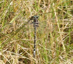 Eusynthemis brevistyla