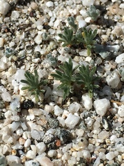 Eremocarya micrantha