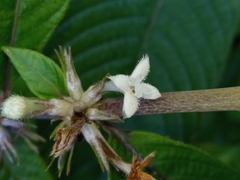 Sabicea diversifolia