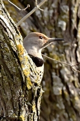 Colaptes auratus