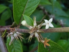 Sabicea diversifolia