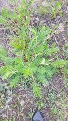 Potentilla longifolia