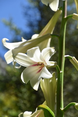 Cardiocrinum giganteum