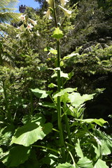 Cardiocrinum giganteum