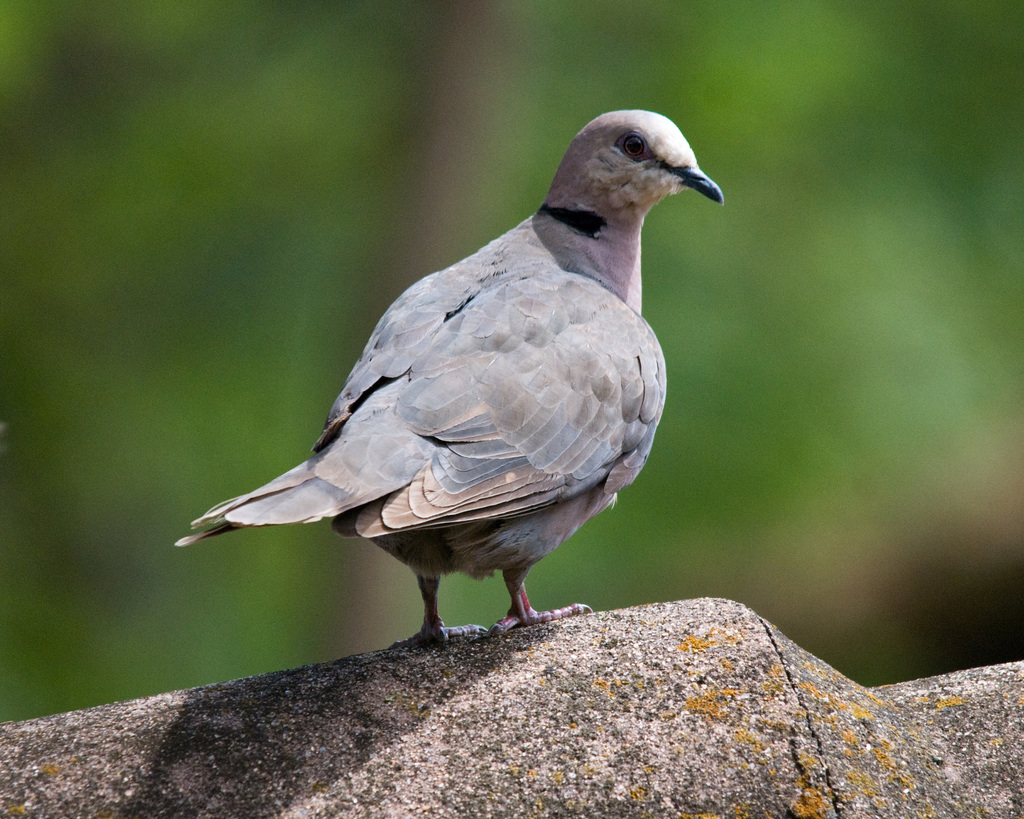 Dove Birds in Kenya