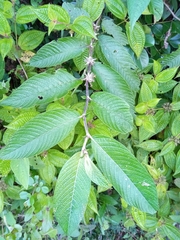 Sabicea diversifolia