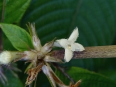 Sabicea diversifolia