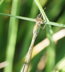 Austrolestes cingulatus