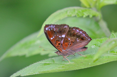 Rohana tonkiniana