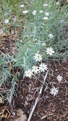 Stellaria dahurica