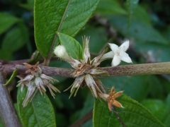 Sabicea diversifolia