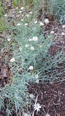 Stellaria dahurica