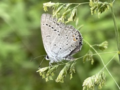 Cupido amyntula