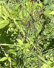 Cordulegaster maculata