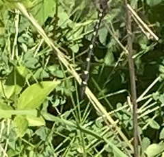 Cordulegaster maculata