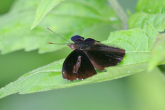 Rohana tonkiniana
