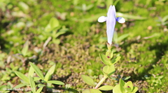Lindernia rotundifolia