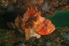 Scorpaena sumptuosa