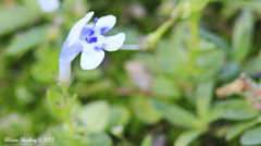 Lindernia rotundifolia