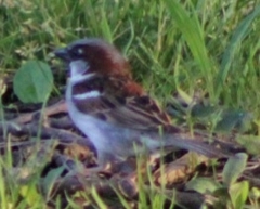 Passer domesticus