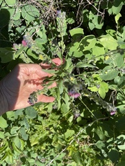 Cynoglossum officinale