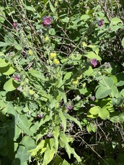 Cynoglossum officinale