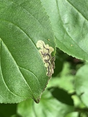 Stigmella rhamnicola