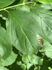 Stigmella rhamnicola