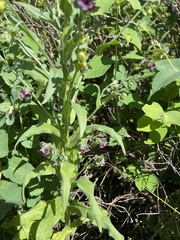 Cynoglossum officinale