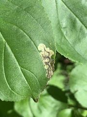 Stigmella rhamnicola