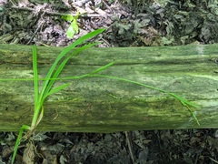 Carex laxiculmis copulata