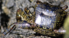 Metopograpsus thukuhar