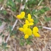 photo of Bird's-foot Trefoil (Lotus corniculatus)