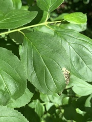 Stigmella rhamnicola