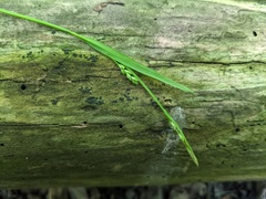 Carex laxiculmis copulata