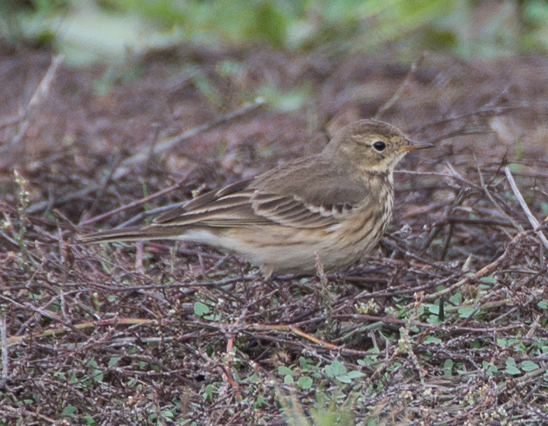 American Pipit