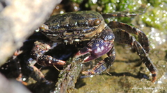 Metopograpsus thukuhar