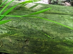 Carex laxiculmis copulata