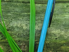 Carex laxiculmis copulata