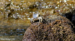 Metopograpsus thukuhar